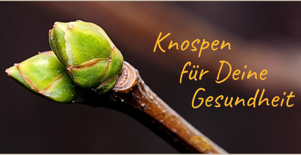 Workshop - Knospen für Deine Gesundheit