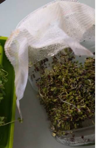 Mein Sprossen-Joghurt-Glas