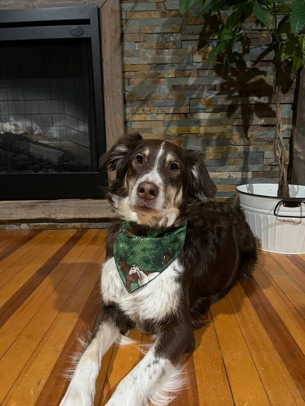 Accessoires pour animaux