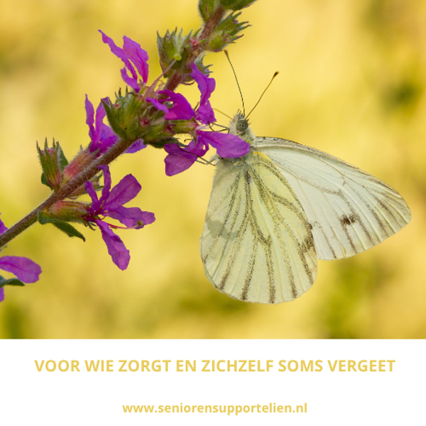 E-gids | Voor wie zorgt en zichzelf soms vergeet