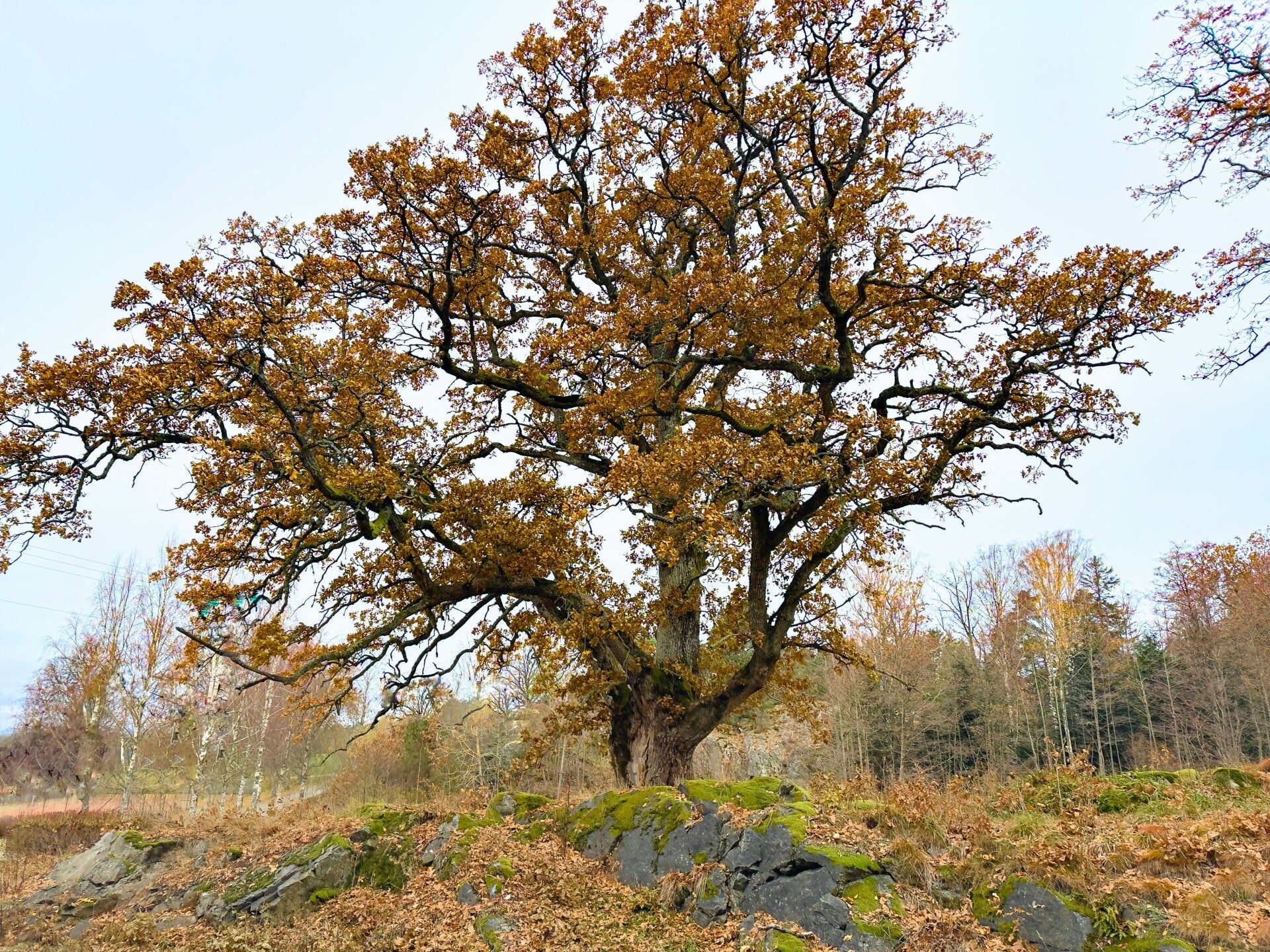 Baumsanierung, Baumumfeldsanierung, Baubegleitung am Baum