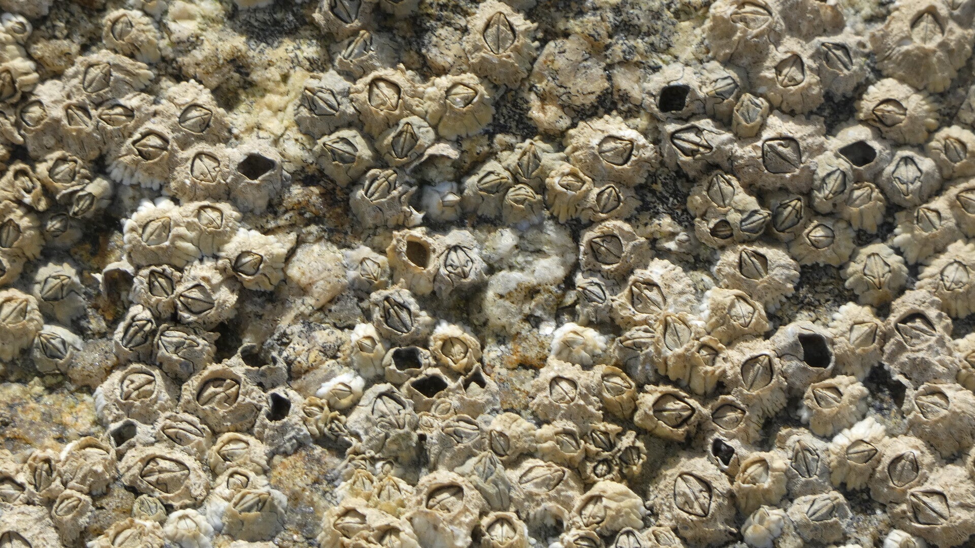 de weldaad van zachte handen