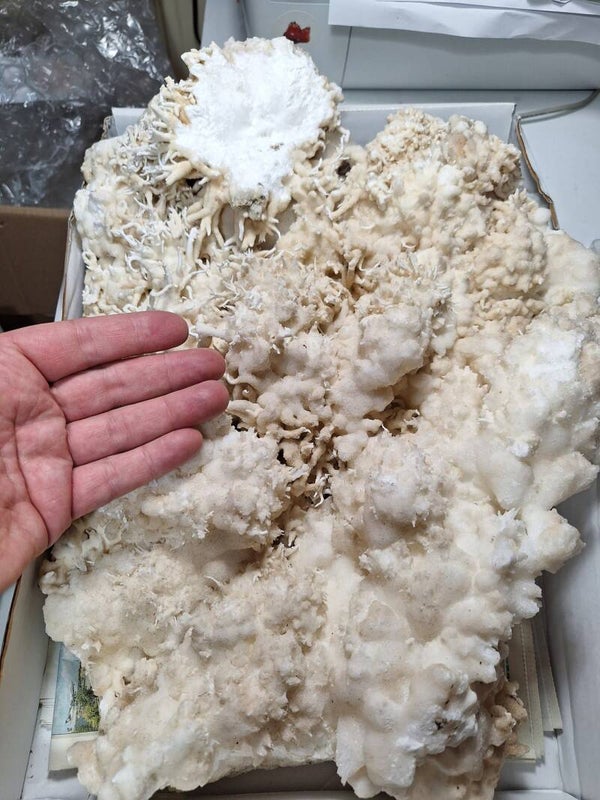 XL FLOS FERRI ARAGONITE  43 x 28 x 11 cm