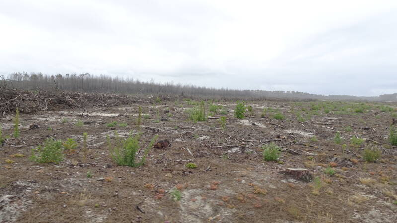 Brachflächen nach Waldbrand
