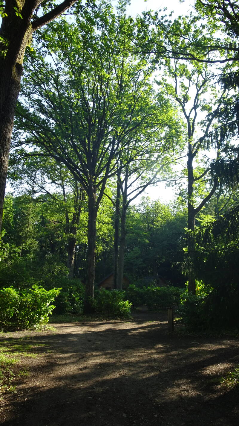 Camping Rambouillet uralte Eichen