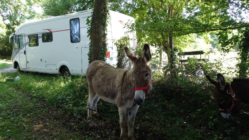 Esel zu vermieten