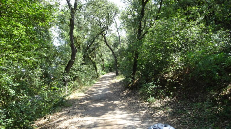 Radweg durch den Wald