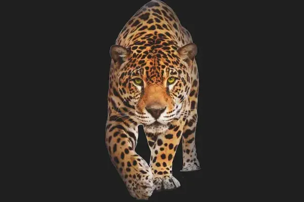 Wild cat spotted panther (05E)