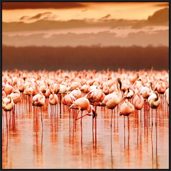 Flashmob flamingo`s  (O6)