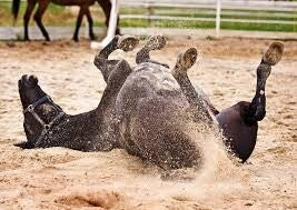Paard dat rolt door koliek