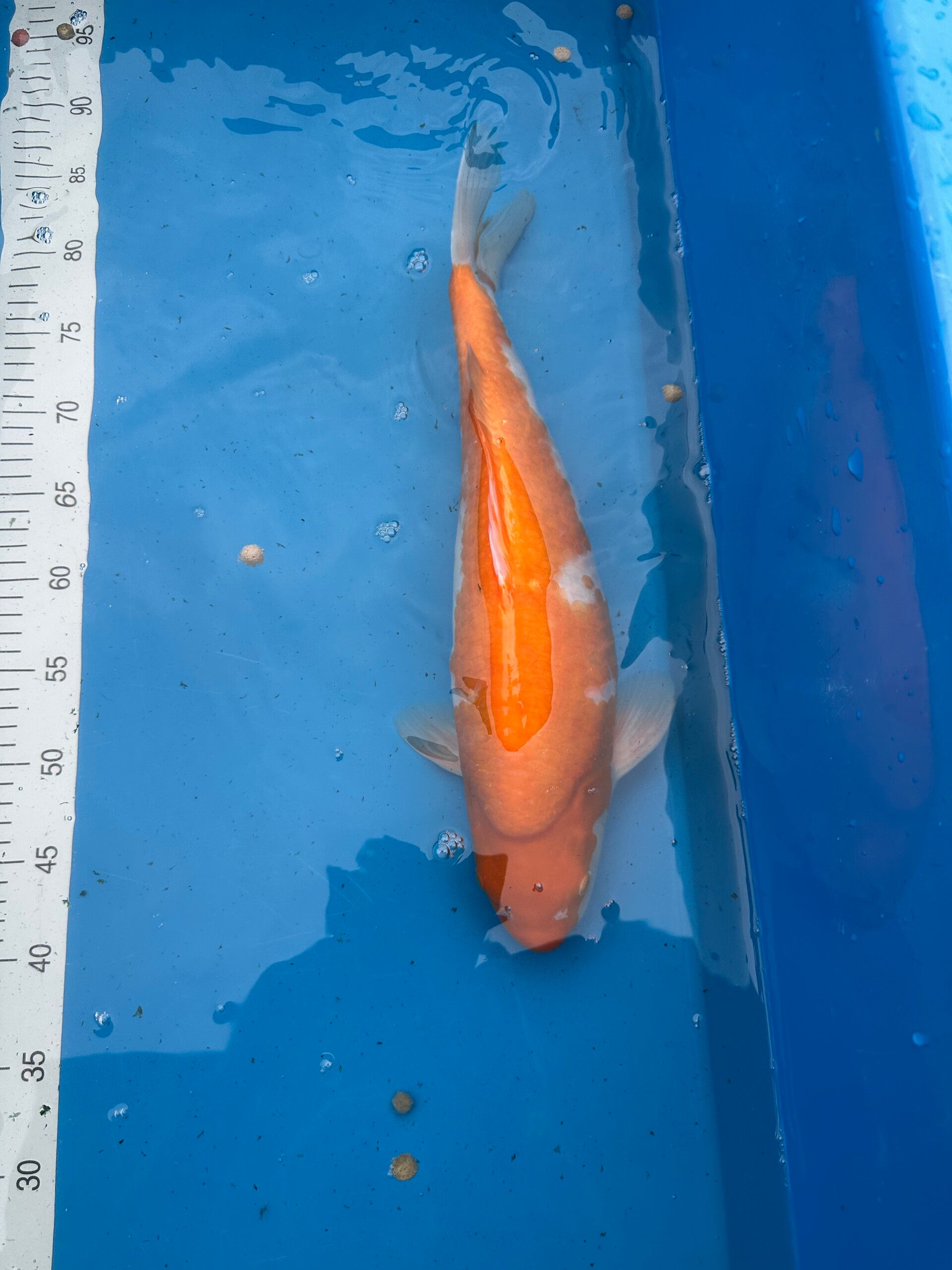 Kohaku