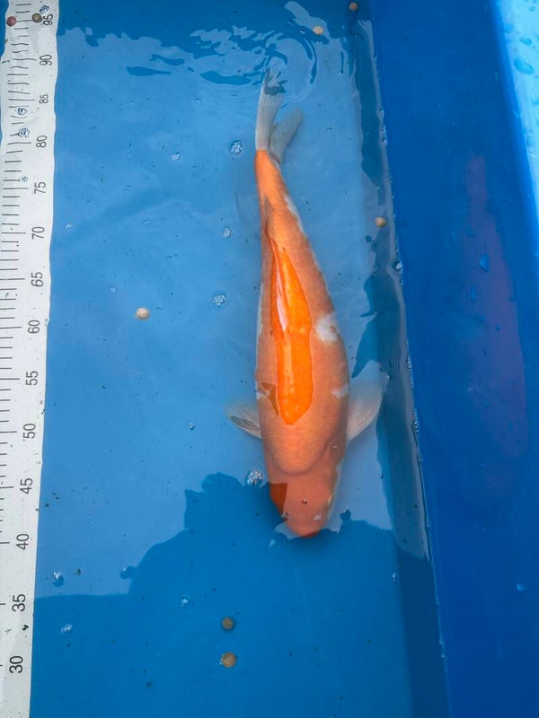 Kohaku