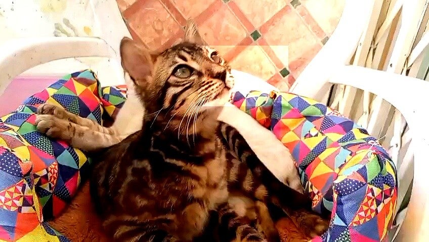 cat3_enhanced-standard.jpg