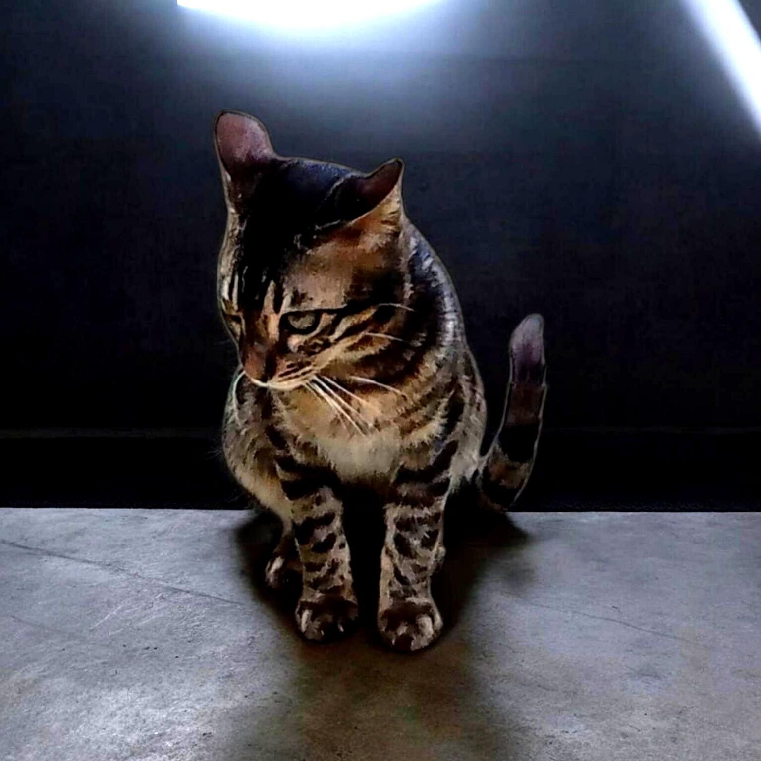 gattino_bengala_migliorato-standard.jpg