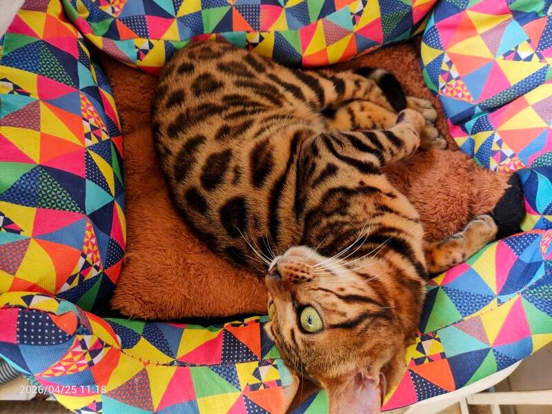 Gattina Bengala 