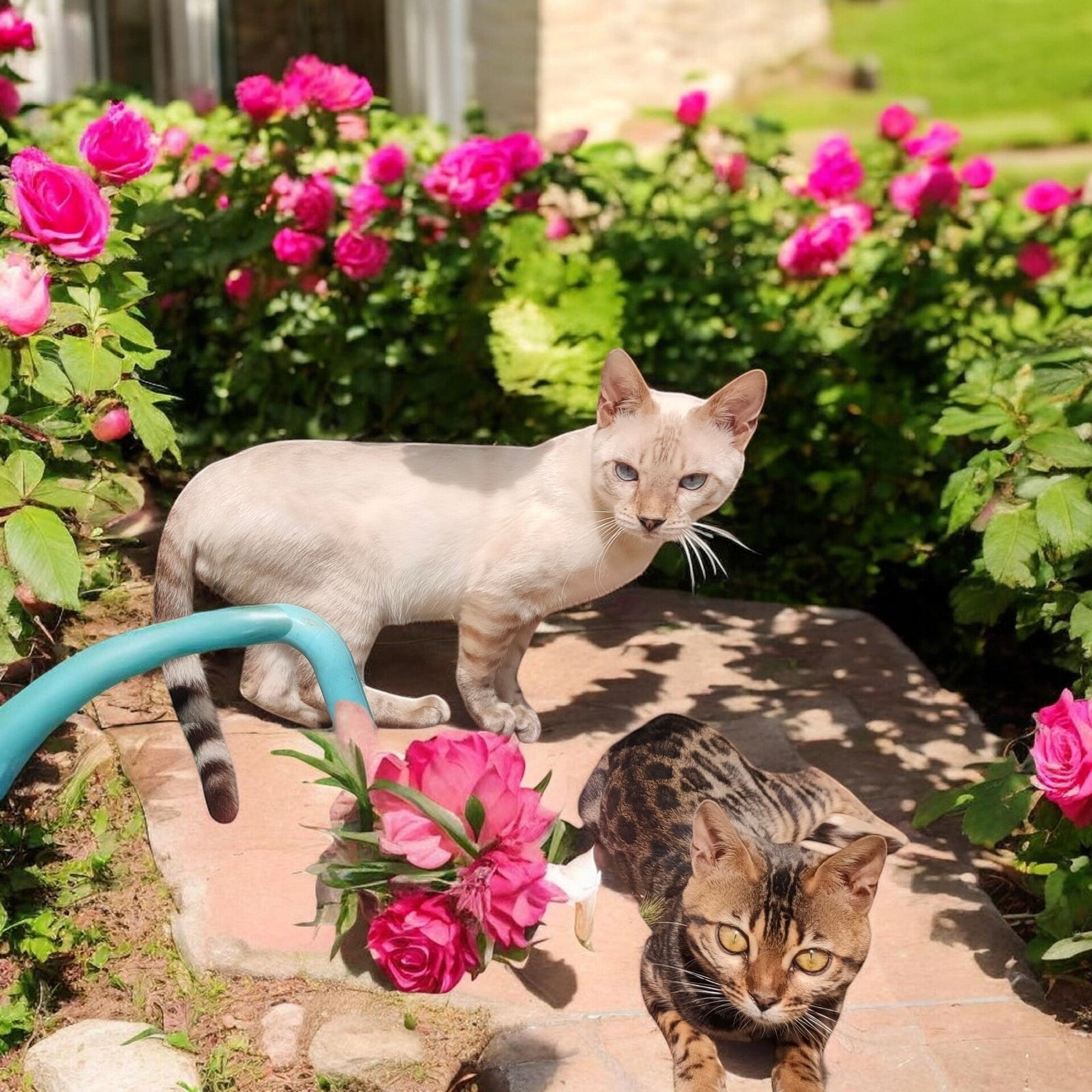 Gatto del Bengala 
