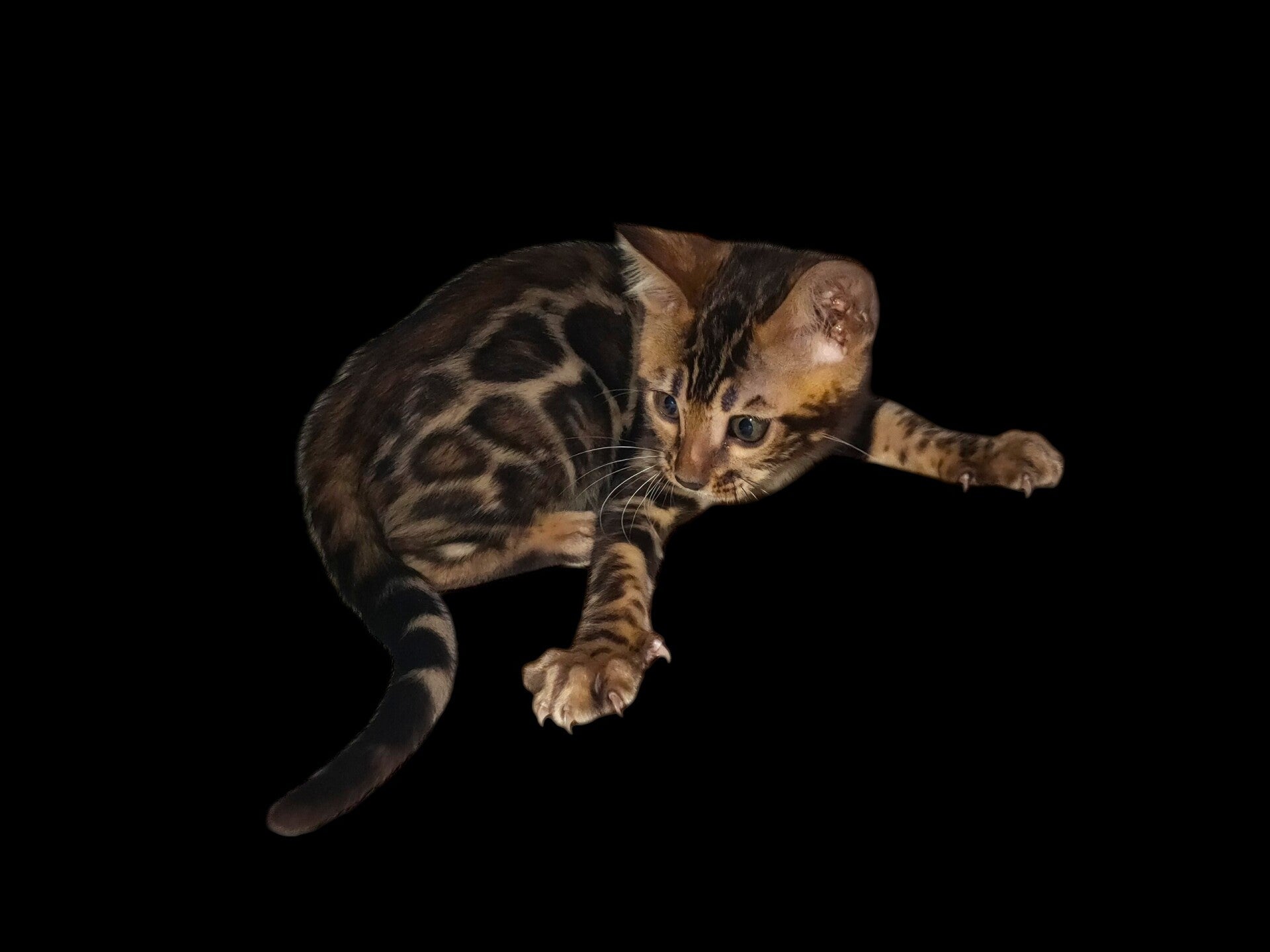 Gattina Bengala 