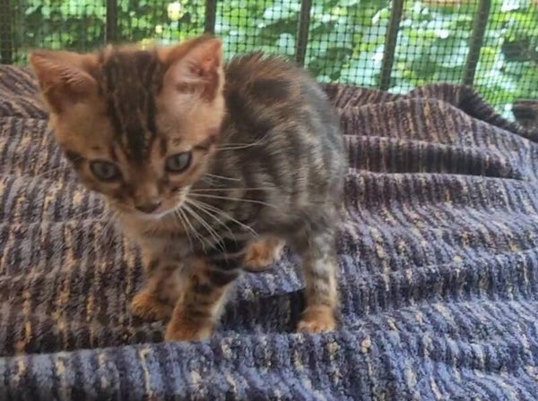Bengala gattini