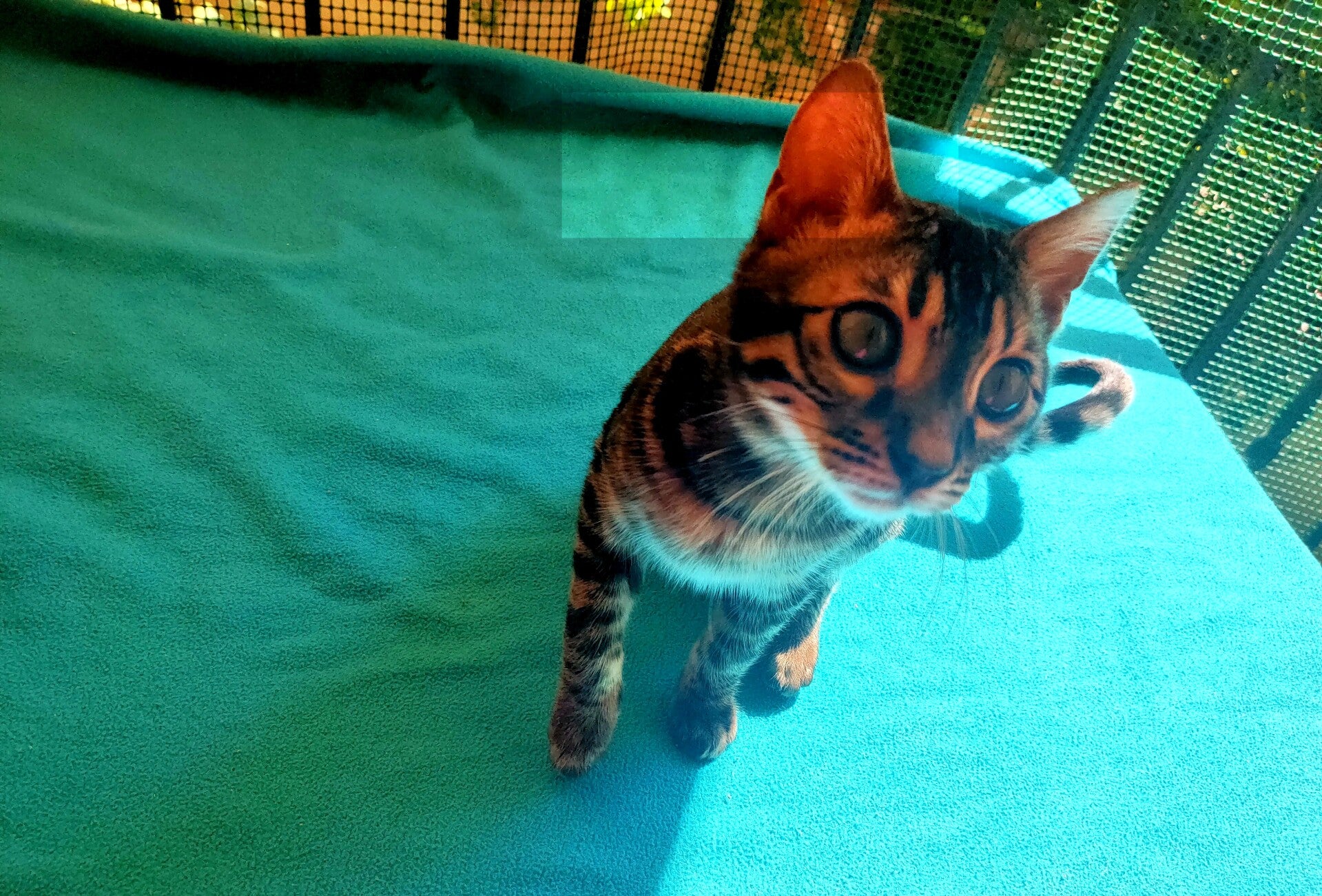kitten_natural-standard.jpg