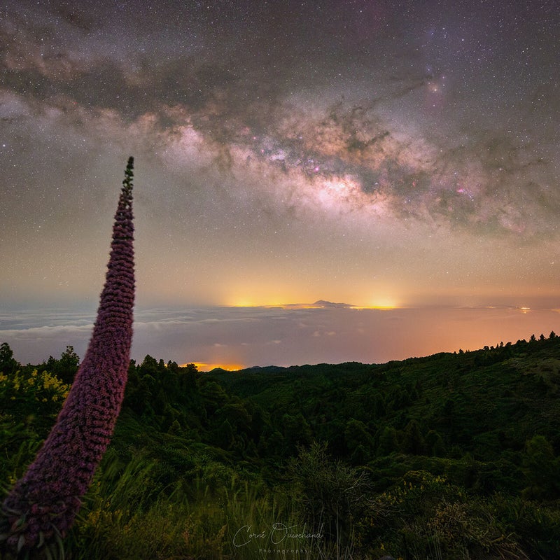 taji-tenerife-lq-standard.jpg