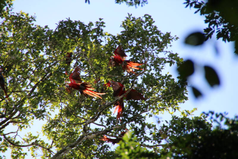 Corcovado National Park