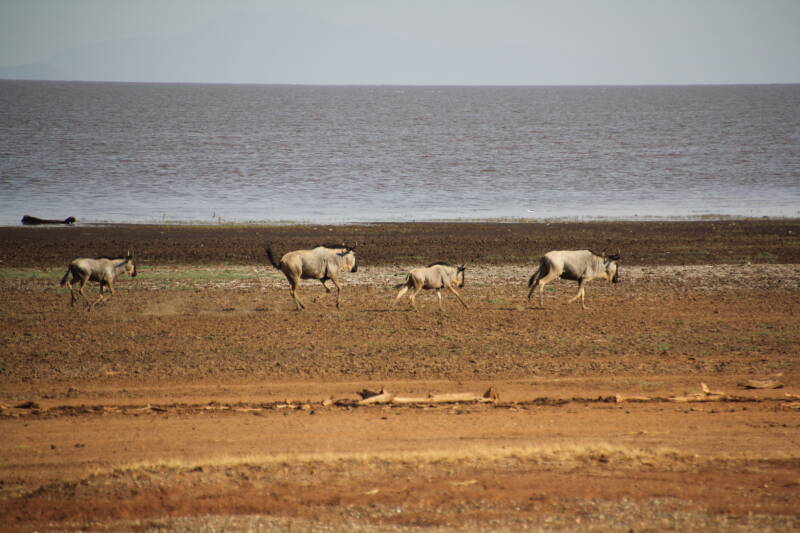 Lake Manyara National Park
