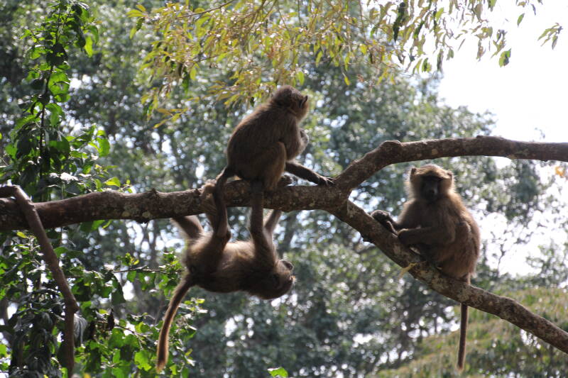Lake Manyara National Park
