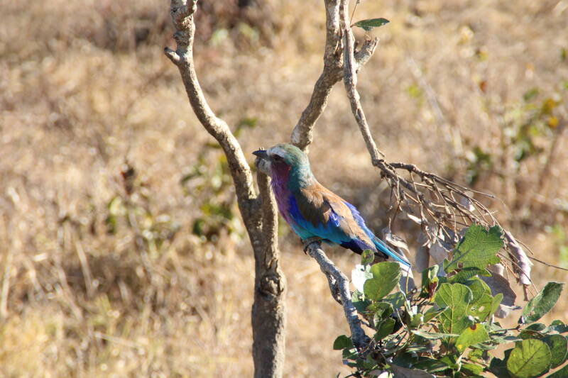 Mikumi National Park