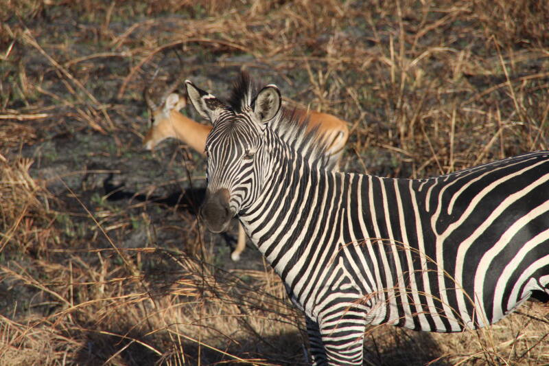 Mikumi National Park