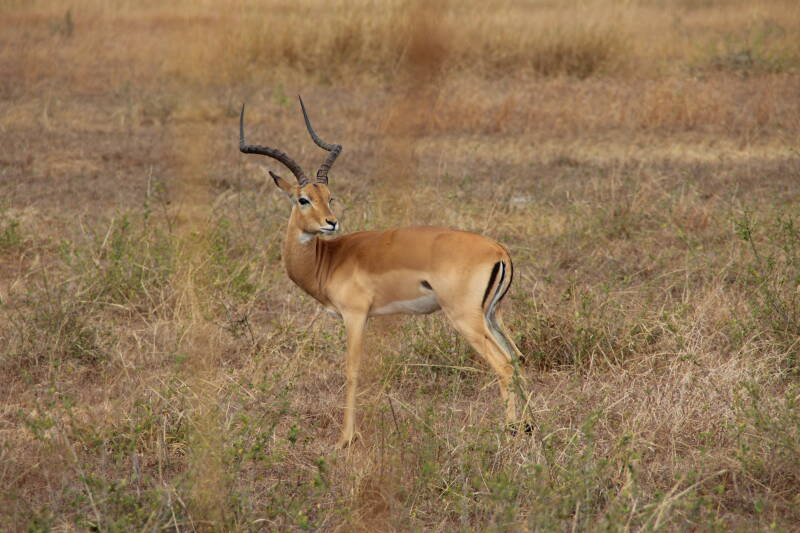 Mikumi National Park