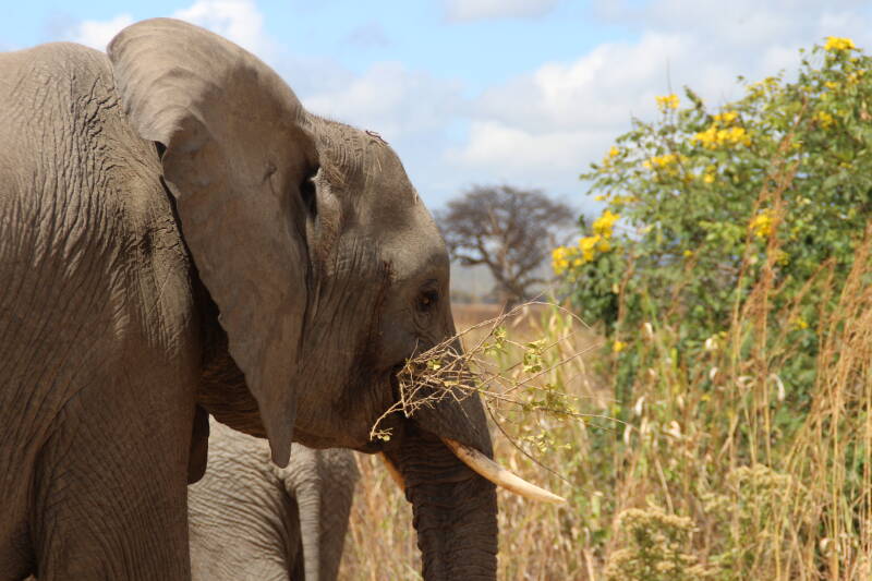 Mikumi National Park