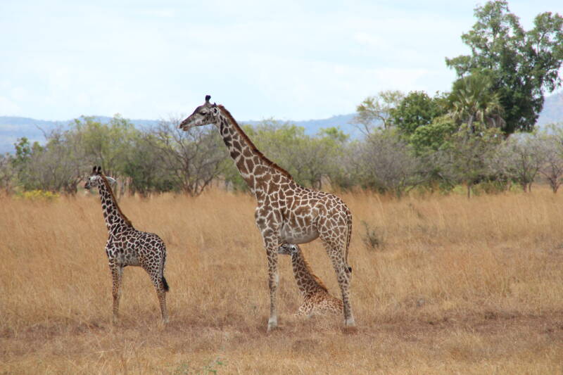 Mikumi National Park