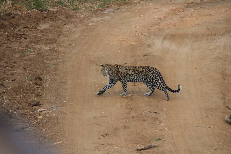 Mikumi National Park