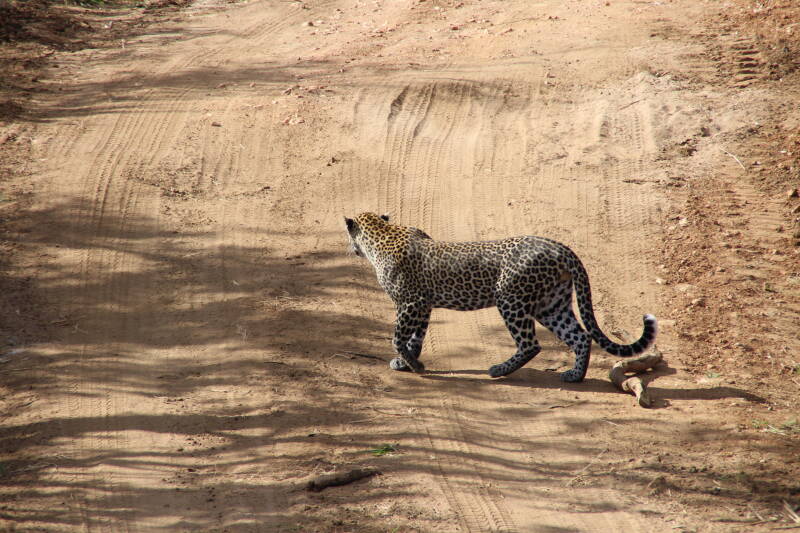 Mikumi National Park