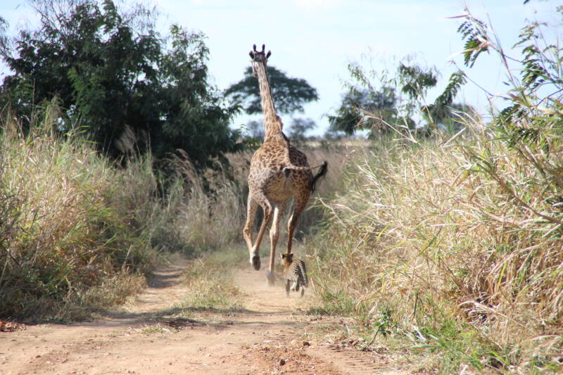 Mikumi National Park