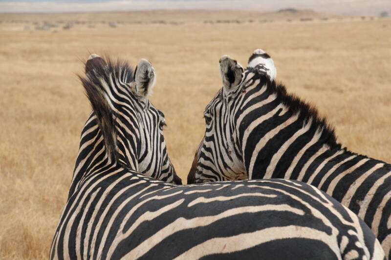 Ngorongoro National Park