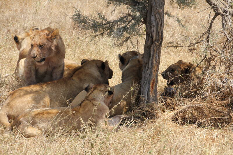 Serengeti National Park