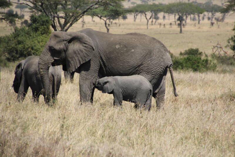 Serengeti National Park