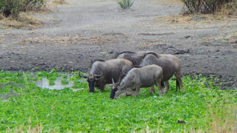 Tarangire National Park