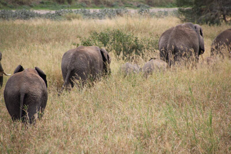 Tarangire National Park