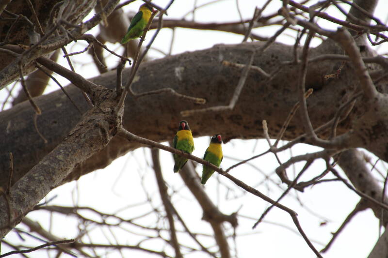 Tarangire National Park