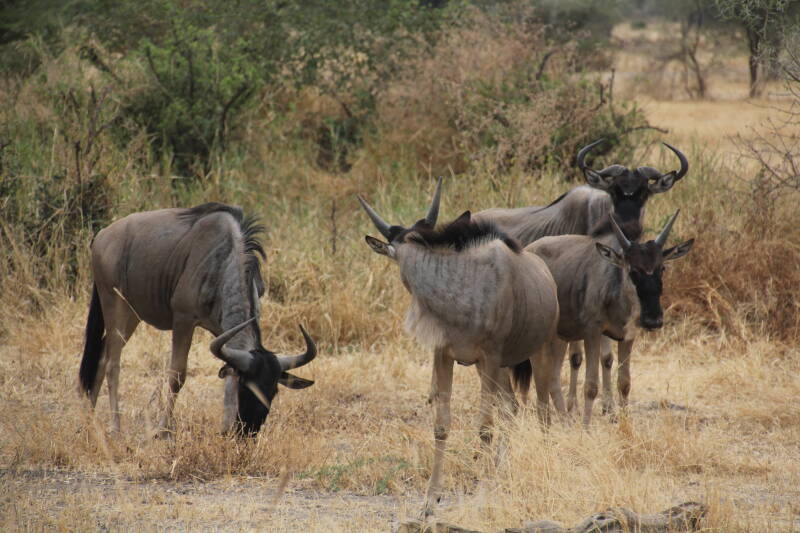 Tarangire National Park