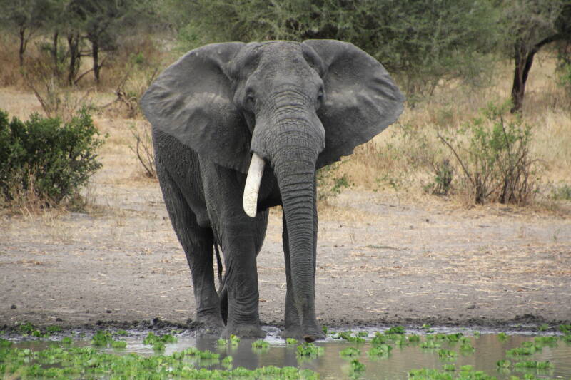 Tarangire National Park