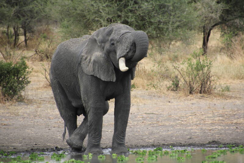 Tarangire National Park