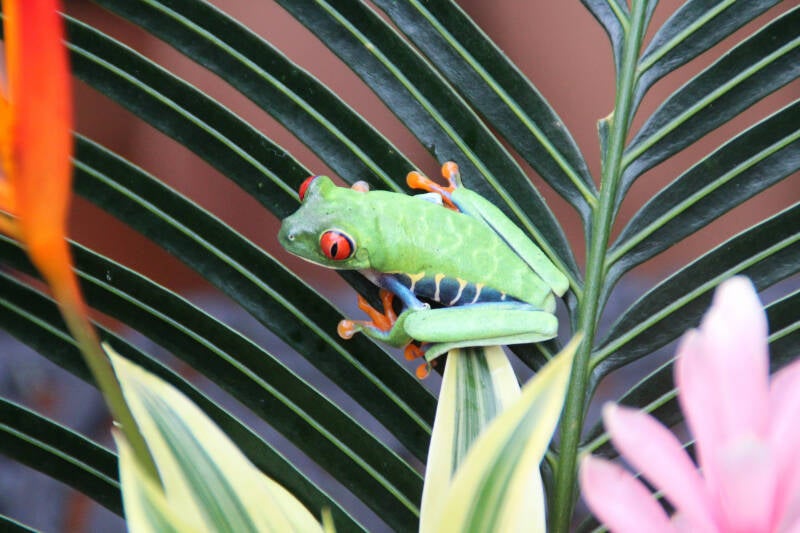 Tortuguero, Costa Rica