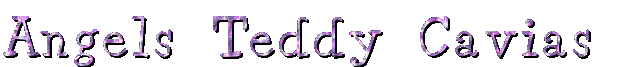 Angels-teddy-cavias