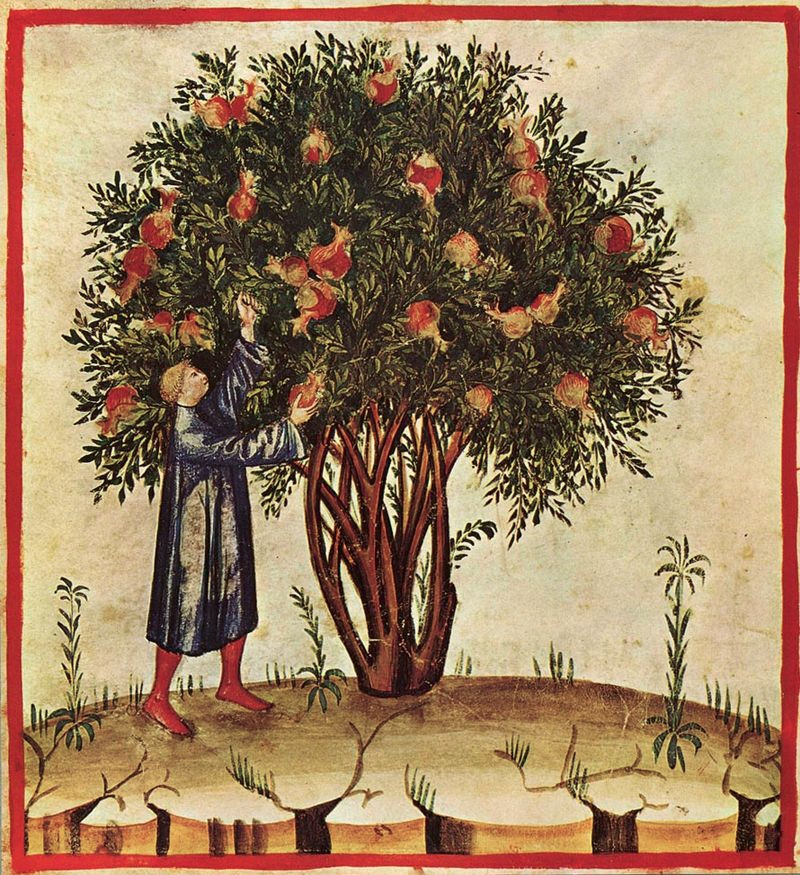 A pomegranate tree in an illustration for the Tacuinum Sanitatis, Lombardy, late 14th century (Biblioteca Casanatense, Rome)