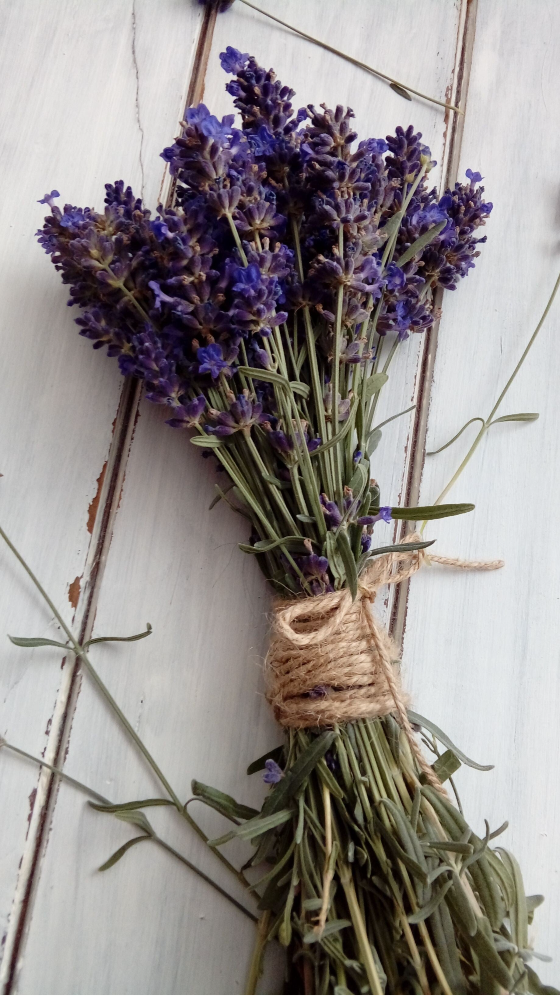 lavendel op sloophout