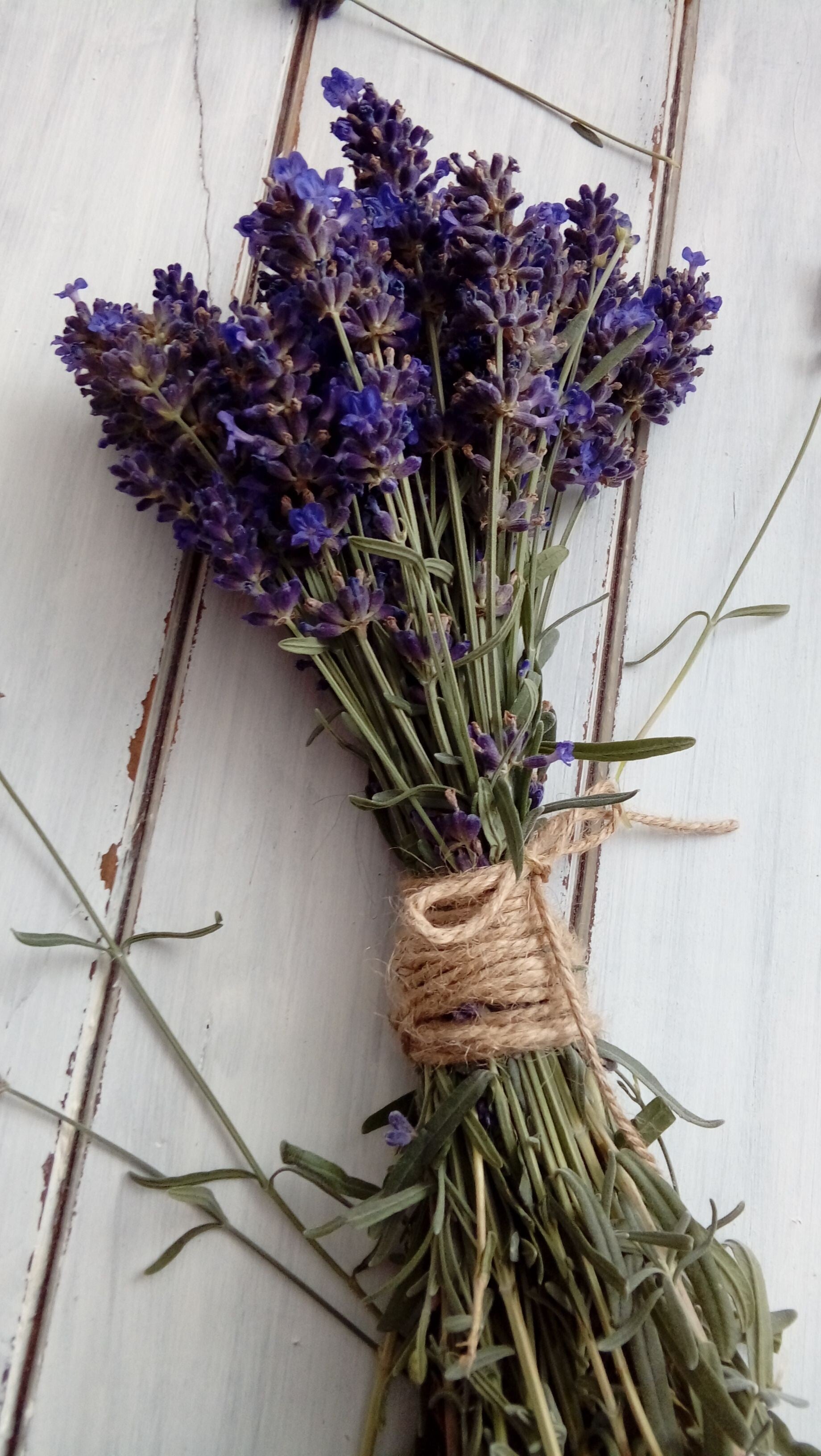 lavendel op sloophout