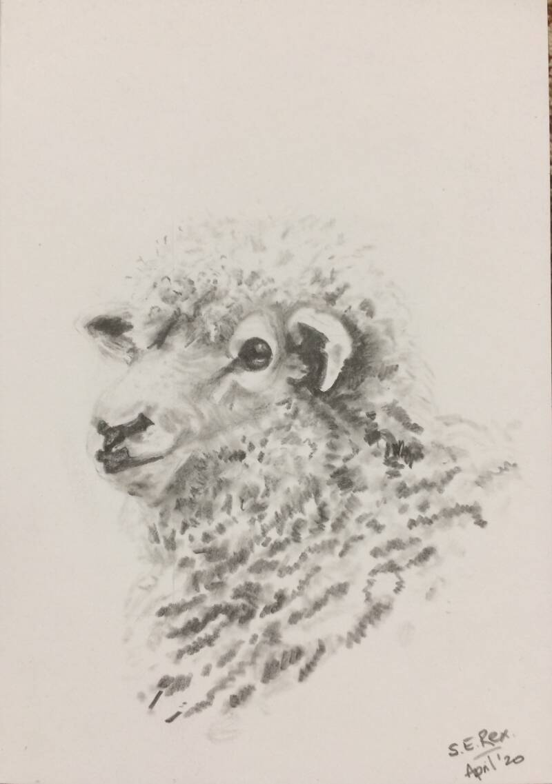 dylis-sheep-standard.jpg